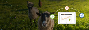Bow & Baan Farm Animals Software